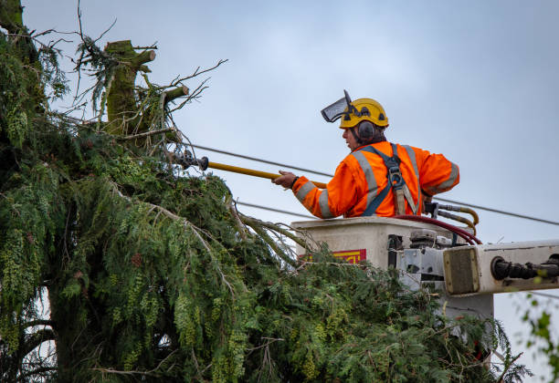 Best Tree Disease Treatment  in Oviedo, FL