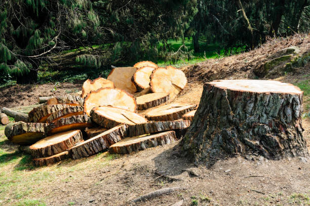 Best Firewood Processing and Delivery  in Oviedo, FL